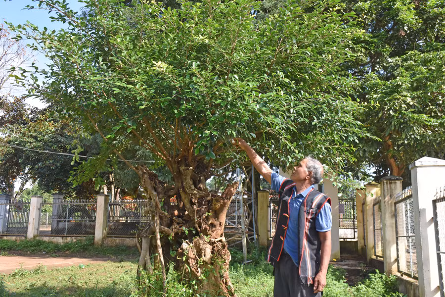 Già làng Hmrik (làng Ia Nueng, xã Biển Hồ, TP. Pleiku) bên cây xanh tỏa bóng mát do dân làng trồng. Ảnh: Trần Dung