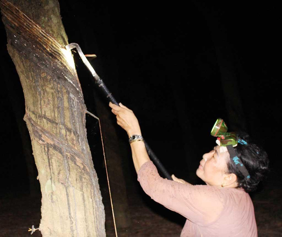  Bà Soi đang cần mẫn cạo mủ cao su. Ảnh: Thiên Thảo