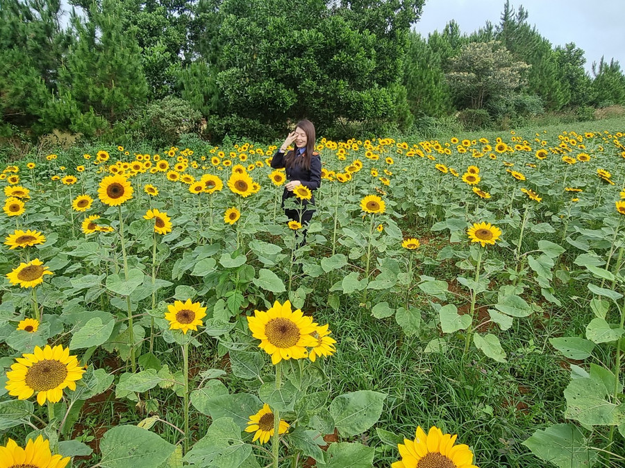 Vườn hoa hướng dương mang lại cảnh quan mới cho xã Đắk Buk So, huyện Tuy Đức, tỉnh Đắk Nông. Ảnh: HND