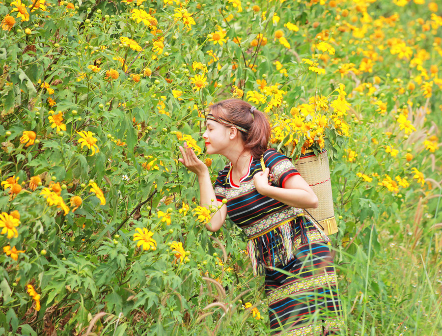 Thiếu nữ bên hoa dã quỳ. Ảnh: Thế Dũng