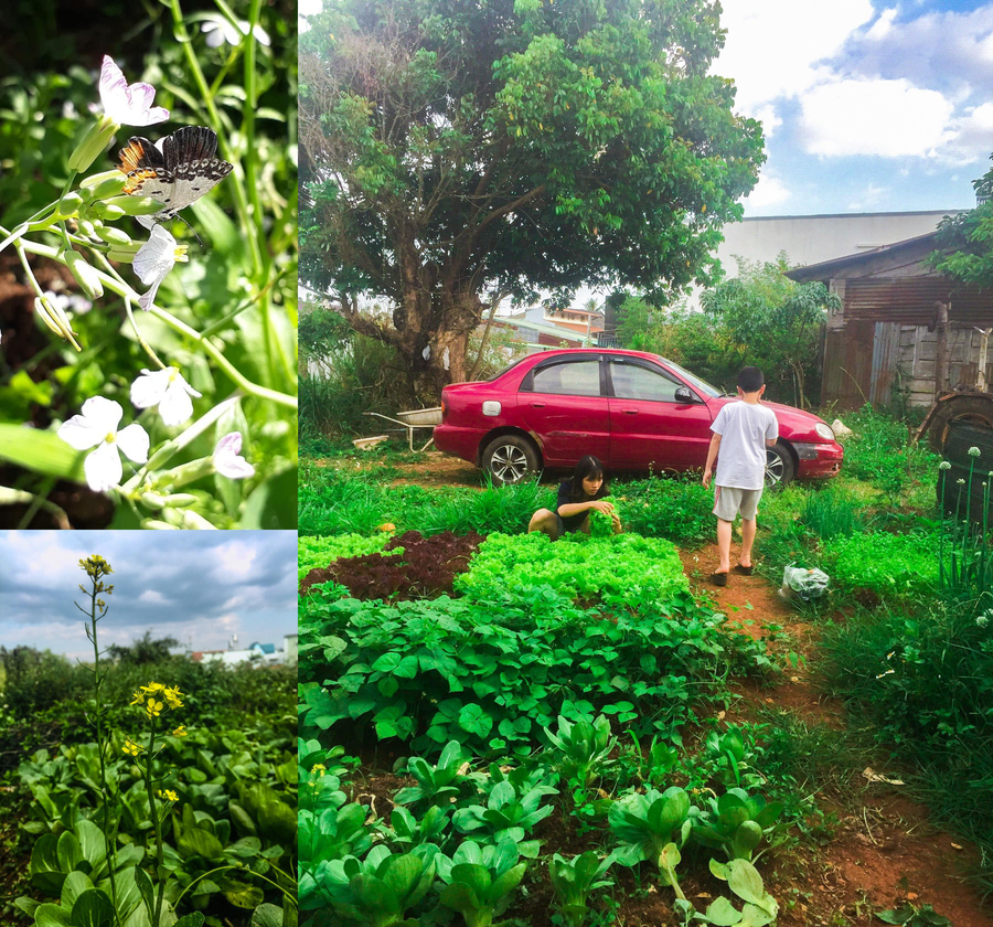 Mảnh vườn lý tưởng để xây dựng farmstay hoặc studio chụp ảnh dã ngoại. Ảnh: Thu Trân