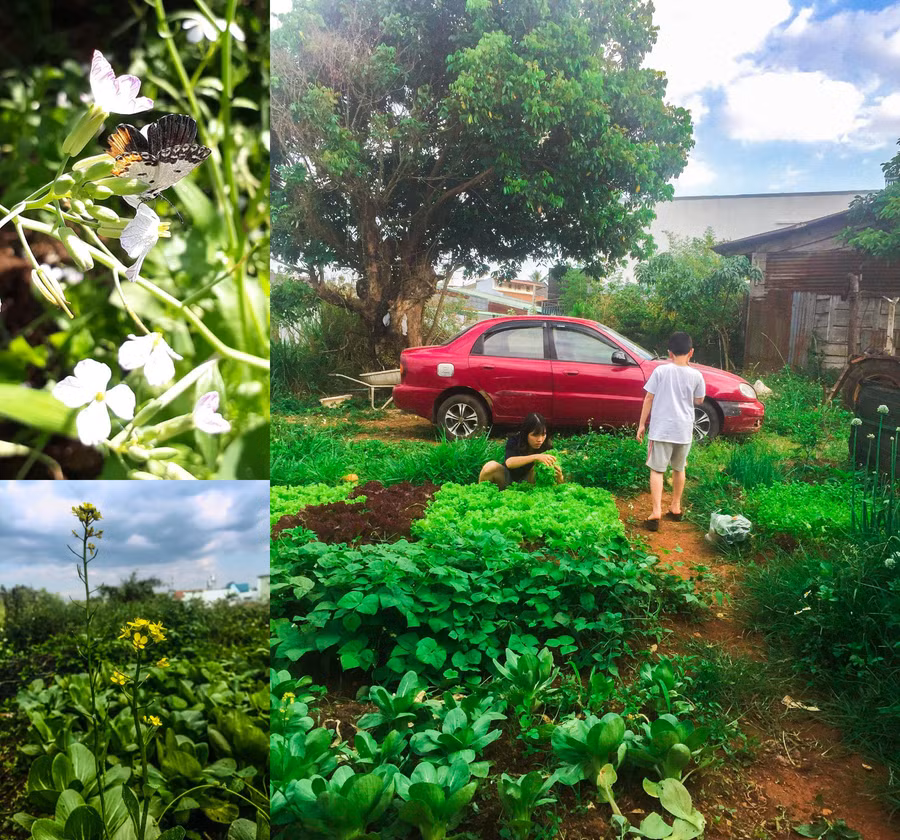 Mảnh vườn lý tưởng để xây dựng farmstay hoặc studio chụp ảnh dã ngoại. Ảnh: Thu Trân
