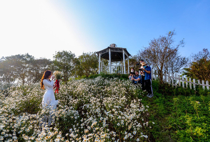 Có rất nhiều người cầm máy ảnh đến với Phim trường Thảo nguyên Long Biên chụp ảnh, lưu giữ những hình ảnh đẹp về loài hoa cúc họa mi