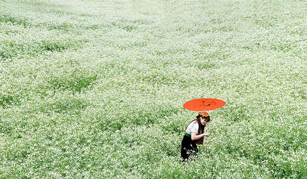 Thiên đường hoa cải trên cao nguyên Mộc Châu, Sơn La. Ảnh: WorldPress