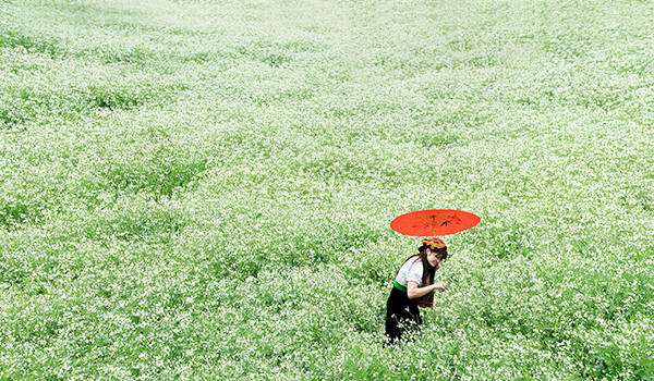 Thiên đường hoa cải trên cao nguyên Mộc Châu, Sơn La. Ảnh: WorldPress