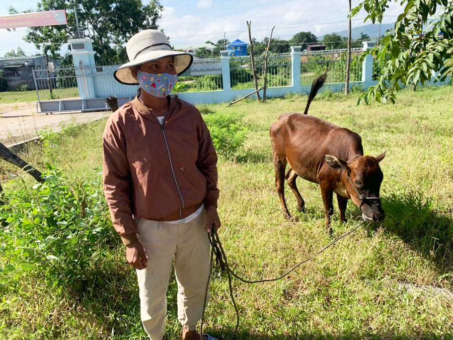 Chị Nay H'Tý (buôn Hoang 2, xã Ia Sao) chăm sóc bò giống do Quỹ Vì người nghèo thị xã hỗ trợ. Ảnh: Vũ Chi