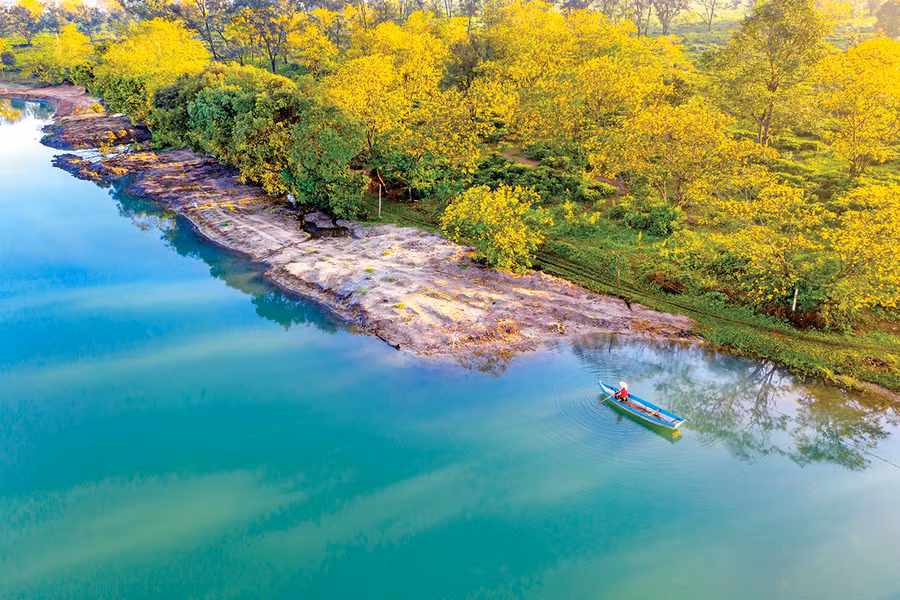  Hoa muồng vàng ở thôn Tây Hồ (xã Bàu Cạn, huyện Chư Prông). Ảnh: Hoàng Quốc Vĩnh