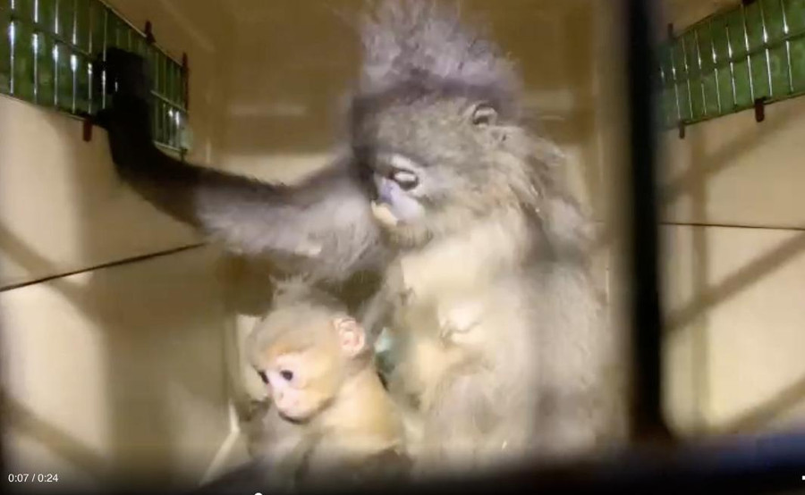 2 mẹ con voọc xám vừa được EPRC Cúc Phương cứu hộ thành công tại Thanh Hóa. Ảnh: Vườn Quốc gia Cúc Phương cung cấp