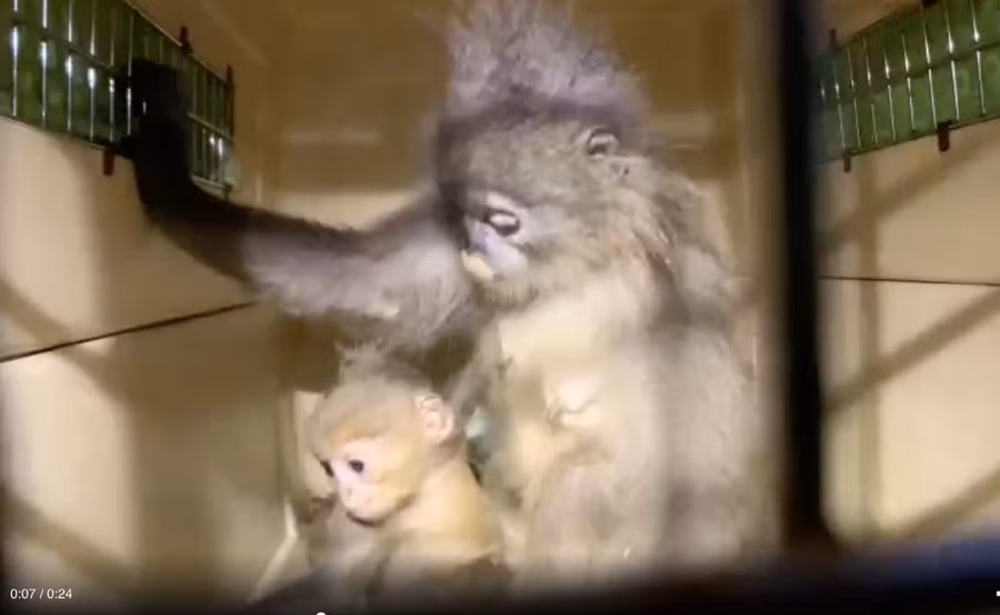 2 mẹ con voọc xám vừa được EPRC Cúc Phương cứu hộ thành công tại Thanh Hóa. Ảnh: Vườn Quốc gia Cúc Phương cung cấp