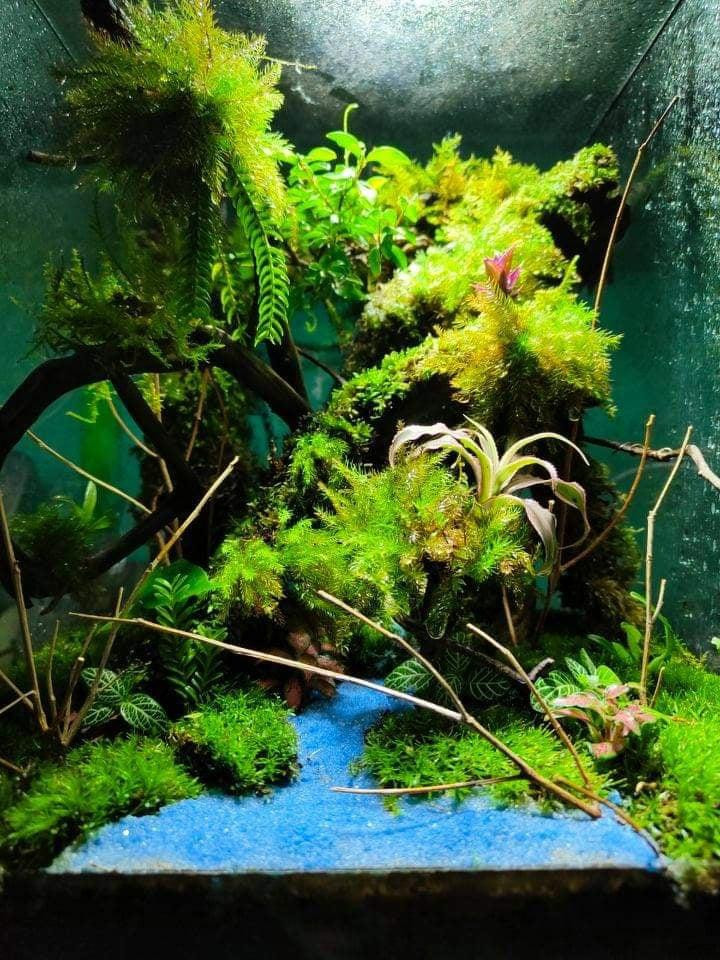 Nhiều người mua rêu để sử dụng cho việc trang trí tiểu cảnh đặt trên bàn làm việc, văn phòng. Ảnh: NVCC