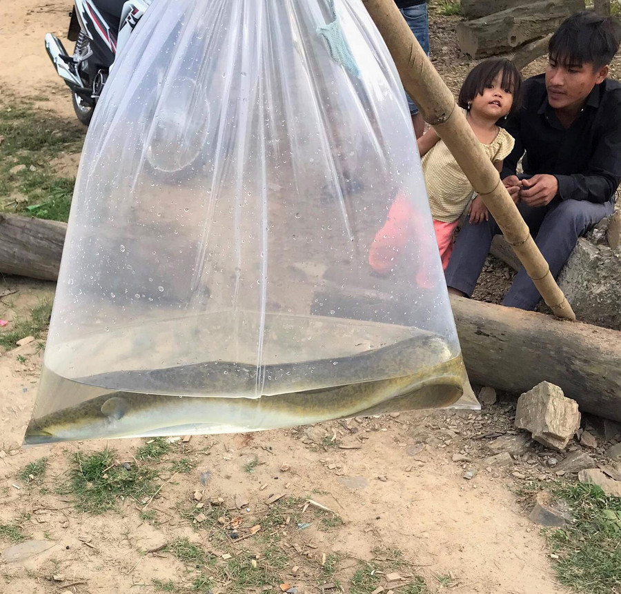 Cá chình sau khi săn bắt được rao bán ngay bên QL9, đoạn qua H.Đakrông