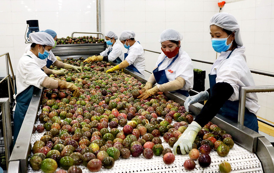 4 Chế biến chanh dây tại Công ty TNHH một thành viên xuất nhập khẩu rau quả DOVECO Gia Lai.jpg