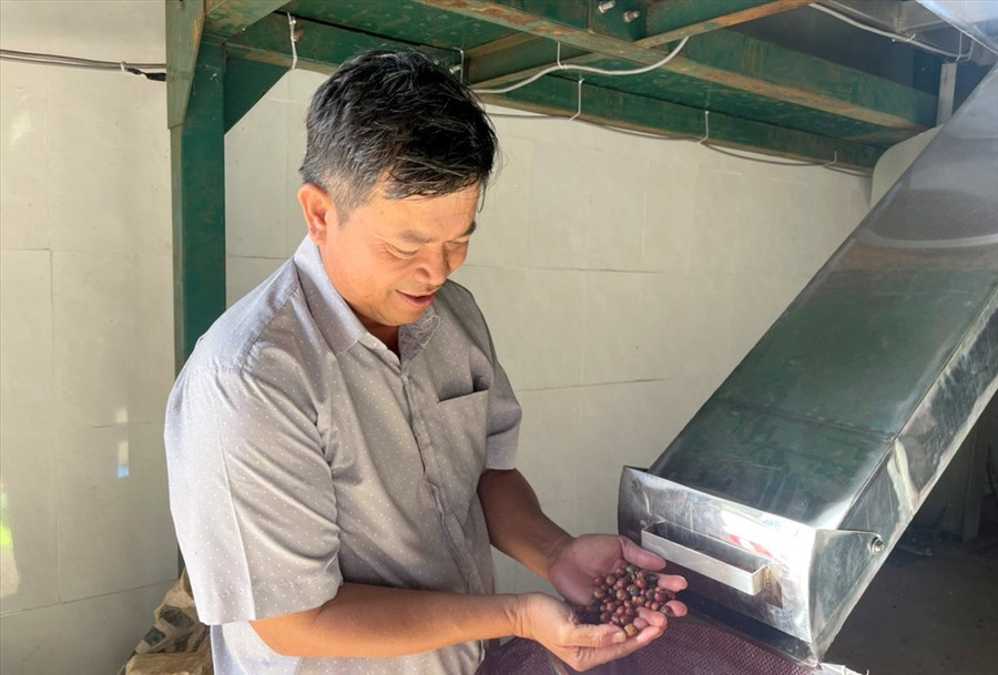Quả cà phê chín mọng sau khi được chế biến, sử dụng sẽ có hương vị trái cây thơm ngon, chất lượng cao hơn. Ảnh: Phan Tuấn