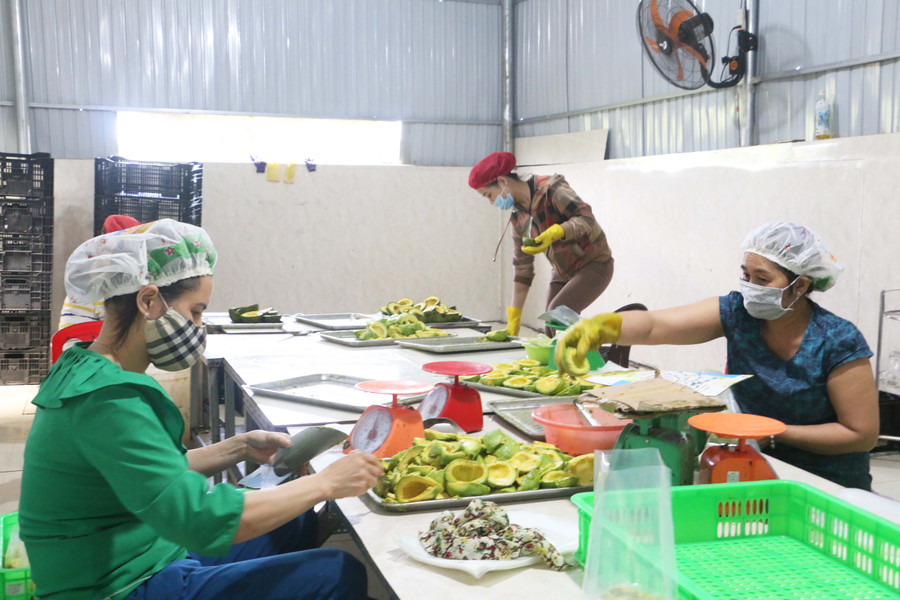 Chế biến bơ đông lạnh tại cơ sở của anh Nguyễn Thanh Phúc (thôn 6, xã Ia Băng, huyện Đak Đoa, tỉnh Gia Lai). Ảnh: Quang Tấn Chế biến bơ đông lạnh tại cơ sở của anh Nguyễn Thanh Phúc. Ảnh: Quang Tấn