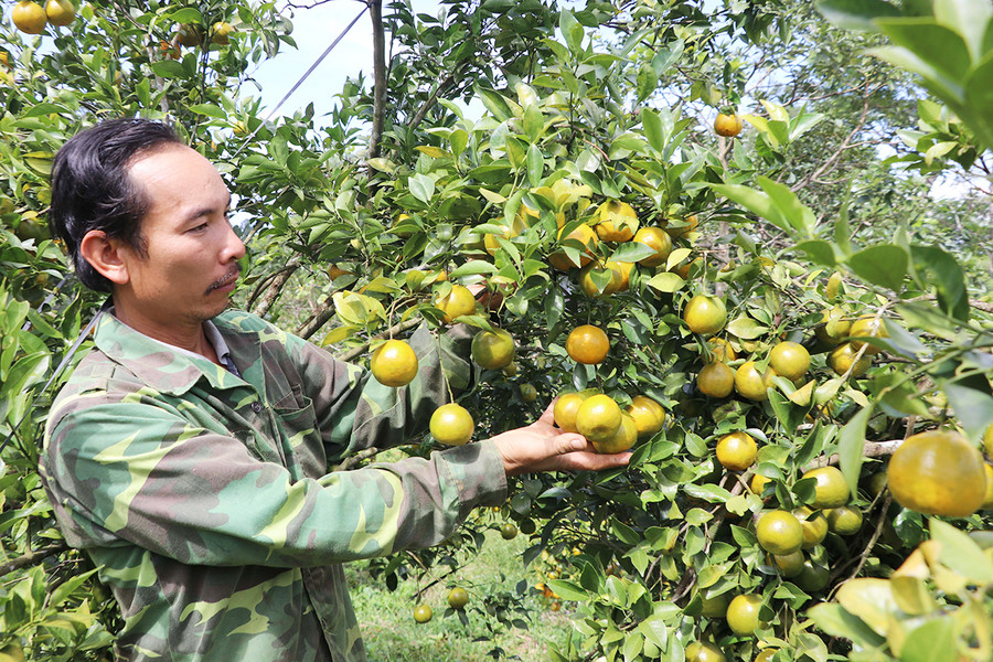 Ông Đặng Văn Đức (thôn 1, xã Sơ Pai, huyện Kbang) chuyển sang trồng cây ăn quả cho thu nhập cao. Ảnh: Ngọc Minh