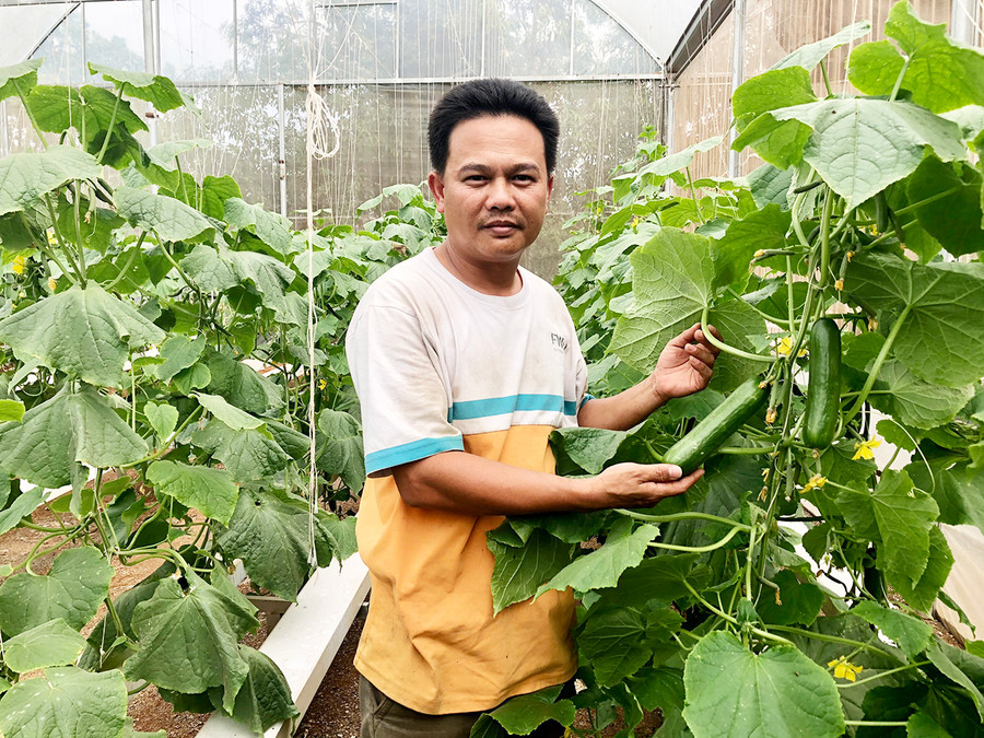 Mô hình sản xuất dưa leo baby trong nhà lồng của anh Nguyễn Đức Thêm (huyện Chư Păh). Ảnh: Lê Nam  Mô hình sản xuất dưa leo baby trong nhà lồng của anh Nguyễn Đức Thêm (huyện Chư Păh). Ảnh: Lê Nam