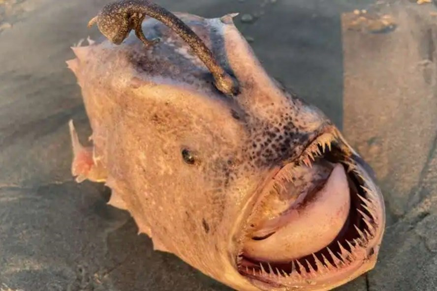  Con cá bóng đá dạt vào bờ biển Mỹ. Ảnh chụp màn hình.