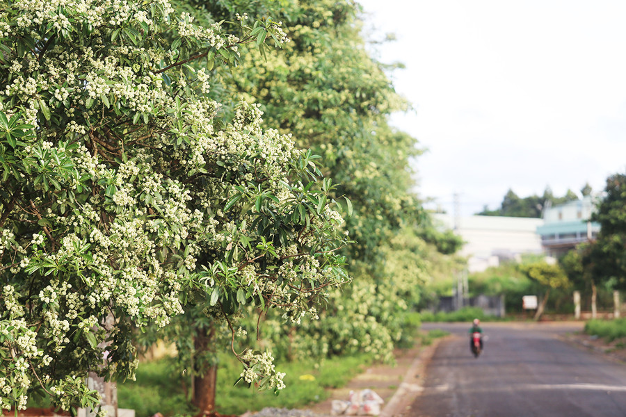 Hàng trăm cây hoa sữa tạo nên cung đường thơ mộng giữa Khu Công nghiệp Trà Đa (TP. Pleiku). Ảnh: Lê Văn Ngọc Hàng trăm cây hoa sữa tạo nên cung đường thơ mộng giữa Khu Công nghiệp Trà Đa (TP. Pleiku). Ảnh: Lê Văn Ngọc