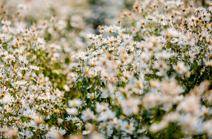 Loài hoa cúc họa mi đang trong thời điểm nở rộ tại Phim trường Thảo nguyên Long Biên