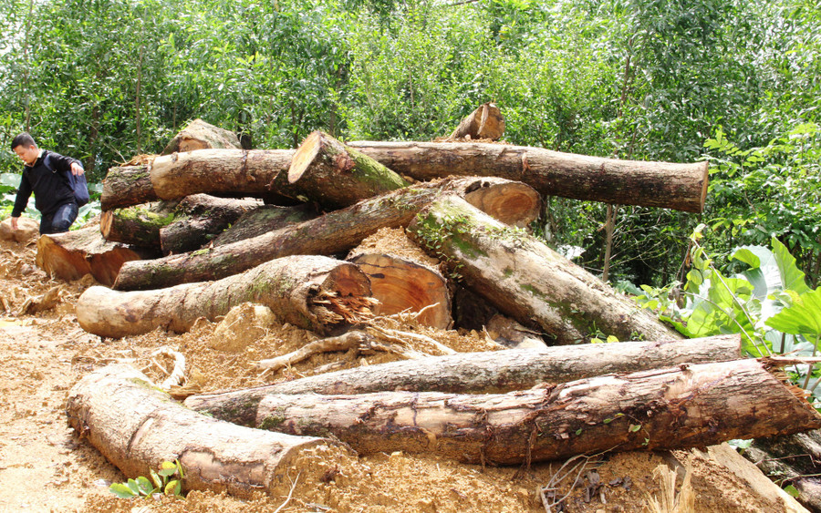 Sưa được cắt thành khúc chờ vận chuyển ra khỏi rừng. Ảnh: Mạnh Cường Sưa được cắt thành khúc chờ vận chuyển ra khỏi rừng. Ảnh: Mạnh Cường