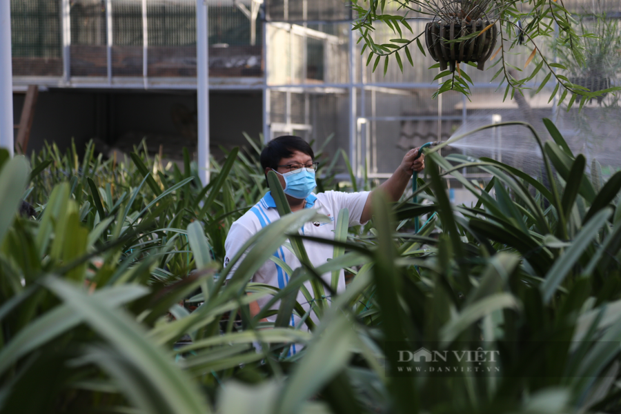 Ông Thủy đầu tư nhiều thời gian và công sức cho thú vui chơi lan rừng của mình. Ảnh: Ngọc Giàu