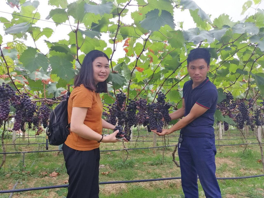 Anh Hoàng Hải Phòng chụp ảnh cùng khách tham quan tại ruộng nho nhà mình. Ảnh: NVCC