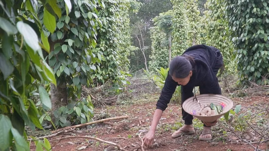 Quảng Trị đang vào mùa hái nấm mối