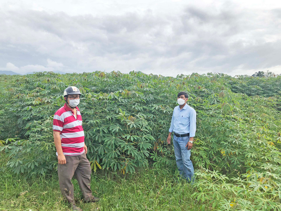 Anh Ksor Yim-công chức Địa chính-Nông nghiệp xã Ia Rmok (bìa trái) giới thiệu về mô hình trồng mì có tưới nước của anh Ksor Tư (buôn Gum Gốp, xã Ia Rmok). Ảnh: Lê Nam Anh Ksor Yim-công chức Địa chính-Nông nghiệp xã Ia Rmok (bìa trái) giới thiệu về mô hình trồng mì có tưới nước của anh Ksor Tư (buôn Gum Gốp, xã Ia Rmok). Ảnh: Lê Nam