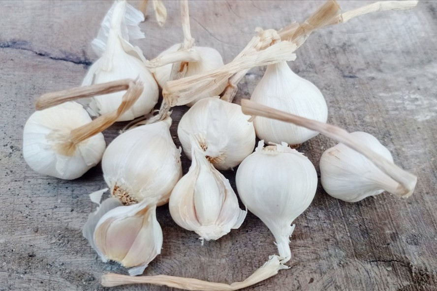 Tỏi mang lại nhiều lợi ích cho sức khỏe vào mùa đông. Ảnh: Thanh Ngọc
