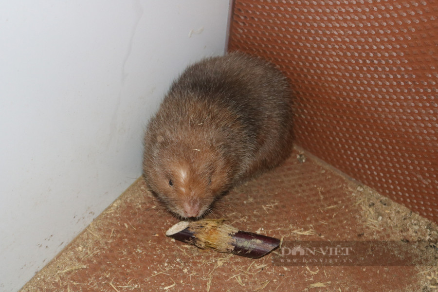 Nuôi dúi tiết kiệm được nhiều chi phí, đặc biệt là thức ăn. Nuôi dúi tiết kiệm được nhiều chi phí, đặc biệt là thức ăn