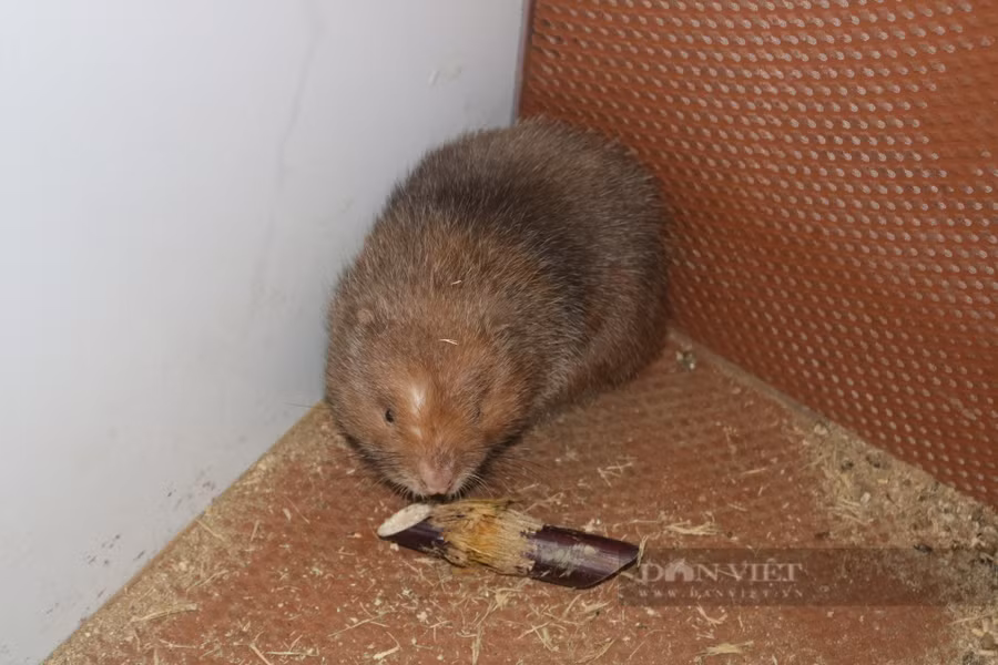  Nuôi dúi tiết kiệm được nhiều chi phí, đặc biệt là thức ăn