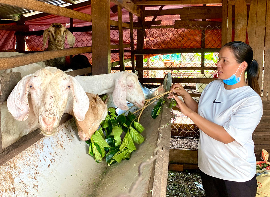 Chị Siu H'Chuyên-Chi hội trưởng Chi hội Phụ nữ làng Sơr (xã Ia Boòng, huyện Chư Prông) chăm sóc đàn dê của gia đình. Ảnh: Kim Linh Chị Siu H'Chuyên-Chi hội trưởng Chi hội Phụ nữ làng Sơr (xã Ia Boòng, huyện Chư Prông) chăm sóc đàn dê của gia đình. Ảnh: Kim Linh