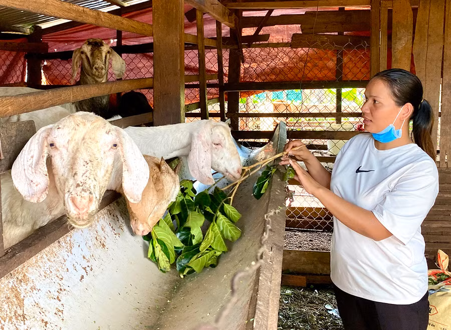  Chị Siu H'Chuyên-Chi hội trưởng Chi hội Phụ nữ làng Sơr (xã Ia Boòng, huyện Chư Prông) chăm sóc đàn dê của gia đình. Ảnh: Kim Linh