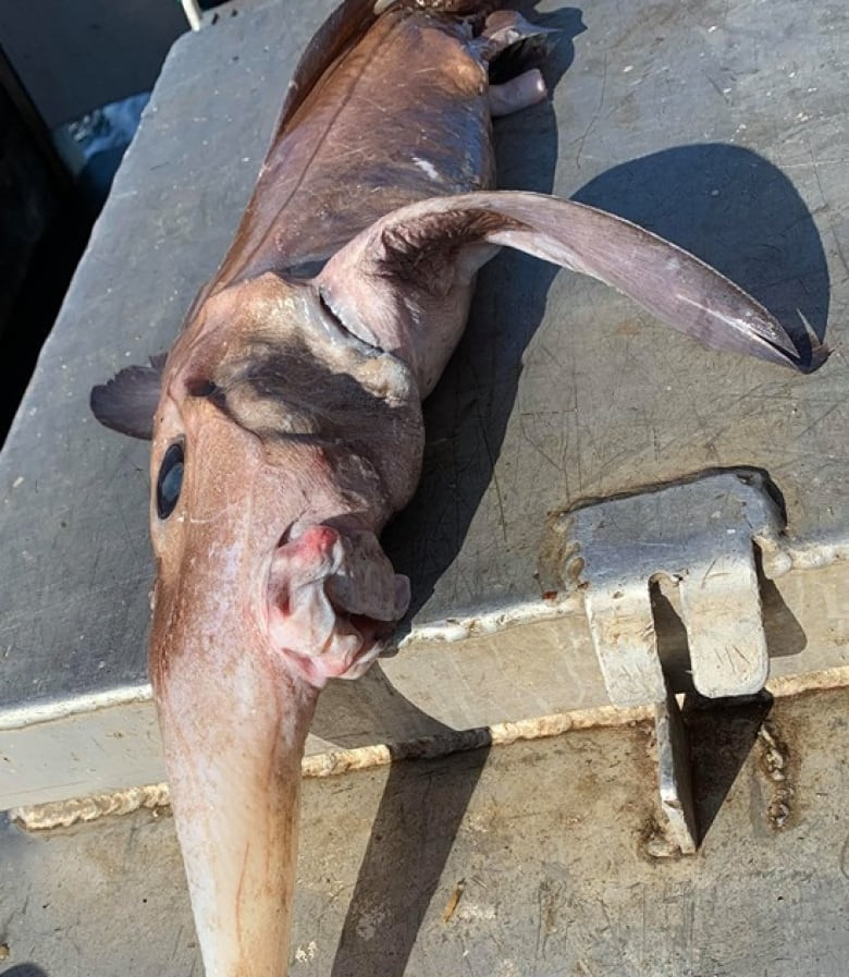 Con cá mà Garry Goodyear bắt được tên là cá ma Chimaera mũi dài Con cá mà Garry Goodyear bắt được tên là cá ma Chimaera mũi dài