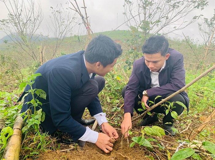 Anh Hiển cùng cán bộ nông nghiệp huyện Tây Giang trao đổi về sâm ba kích.
