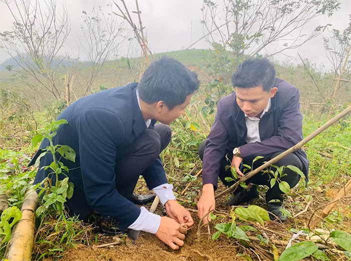 Anh Hiển cùng cán bộ nông nghiệp huyện Tây Giang trao đổi về sâm ba kích.