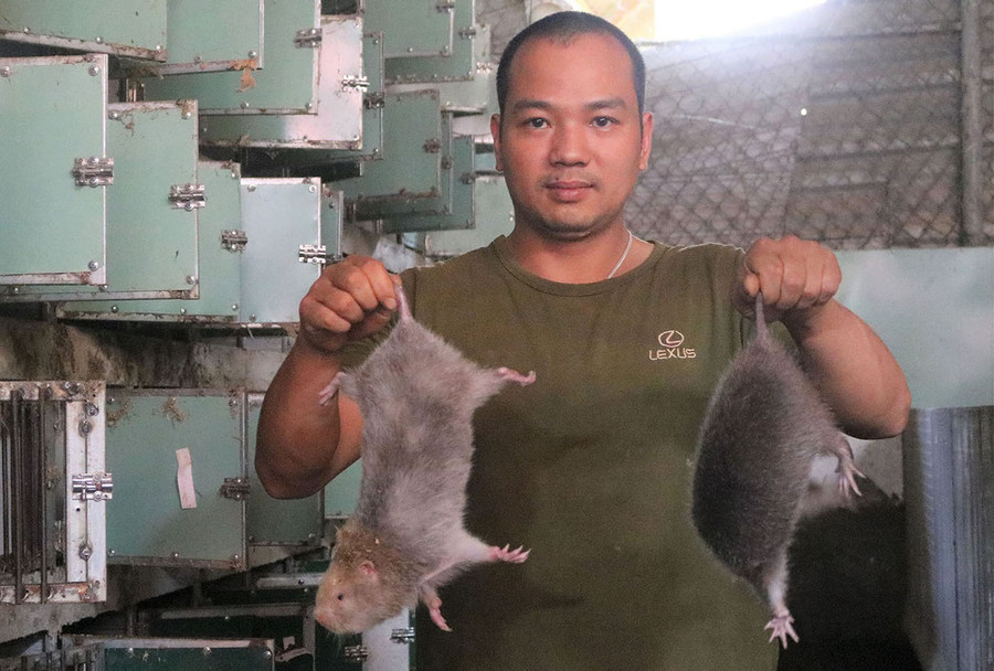 Anh Đào Anh Tuấn và con dúi do mình nuôi. Ảnh: Thiên Di Anh Đào Anh Tuấn và dúi do mình nuôi. Ảnh: Thiêu Di