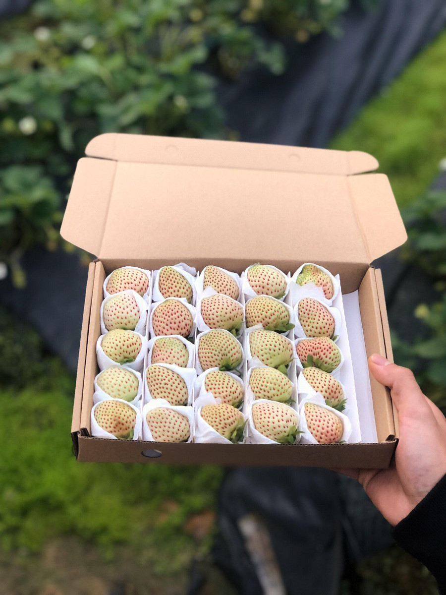 Thành quả dâu Bạch Tuyết đáng tự hào của chàng trai trẻ