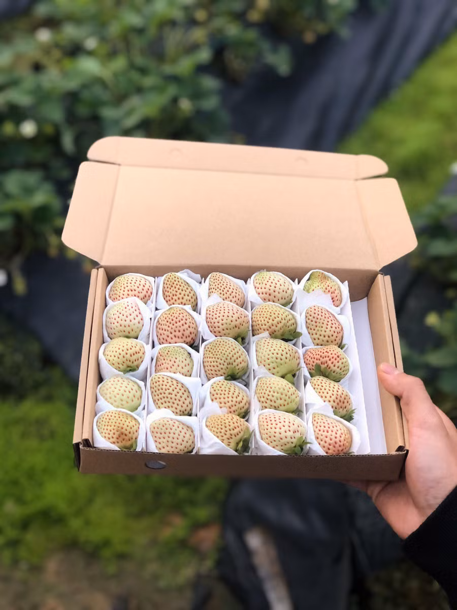 Thành quả dâu Bạch Tuyết đáng tự hào của chàng trai trẻ