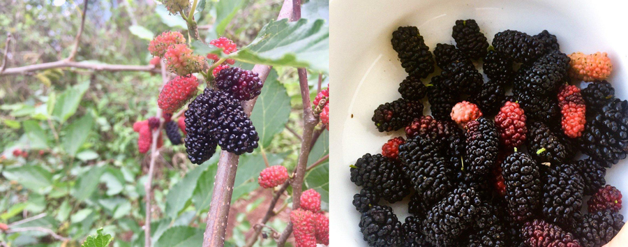 Dâu tằm vườn nhà để làm ra mứt dâu