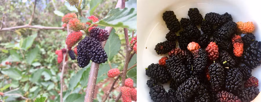 Dâu tằm vườn nhà để làm ra mứt dâu