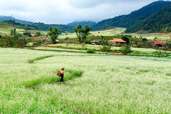 Cánh đồng hoa cải tại xã Chiềng Sơn (Mộc Châu, Sơn La). Ảnh: Danvan