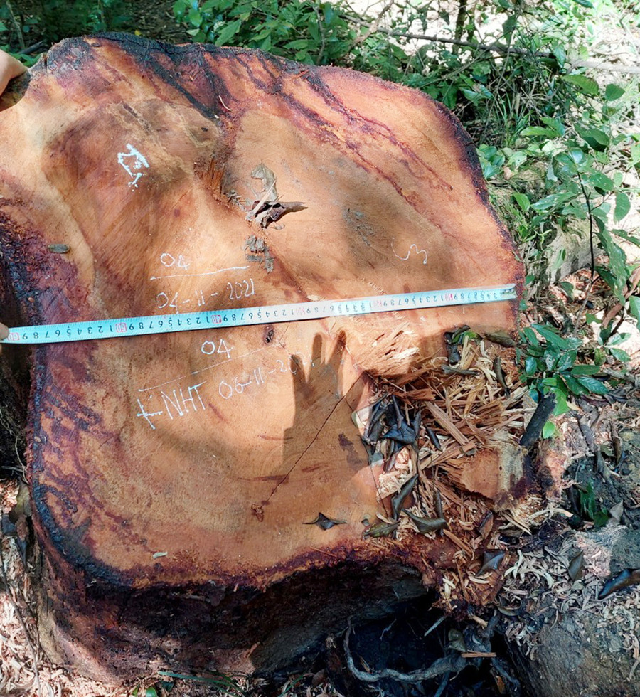 Cây gỗ hương có đường kính gốc 60 cm bị các đối tượng khai thác tại Vườn Quốc gia Kon Ka Kinh. Ảnh: Lê Anh Cây gỗ hương có đường kính gốc 60cm bị các đối tượng khai thác tại Vườn Quốc gia Kon Ka Kinh. Ảnh: Lê Anh