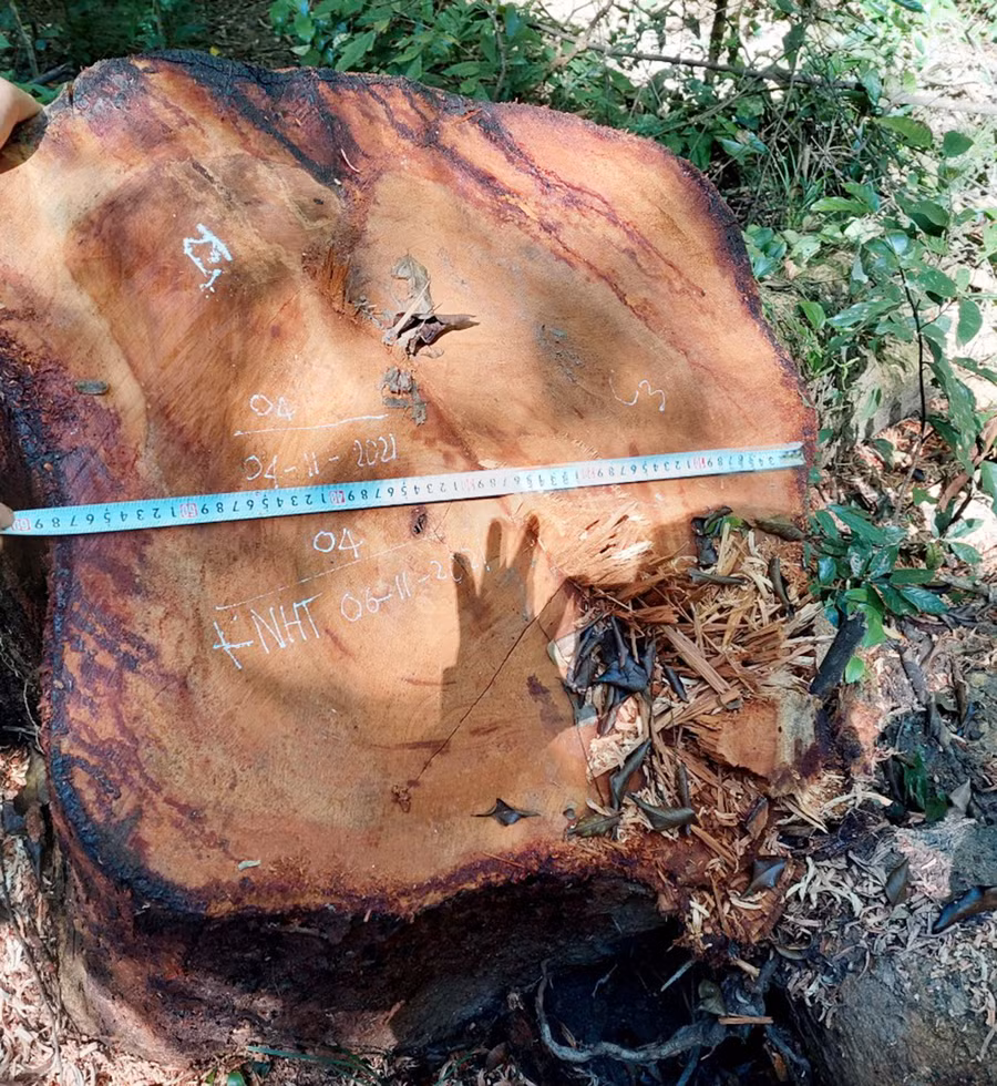 Cây gỗ hương có đường kính gốc 60cm bị các đối tượng khai thác tại Vườn Quốc gia Kon Ka Kinh. Ảnh: Lê Anh