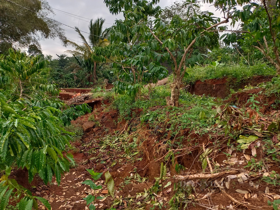 Vườn cà phê của người dân cũng bị sụt lún nghiêm trọng. Ảnh: Văn Long Vườn cà phê của người dân cũng bị sụt lún nghiêm trọng. Ảnh: Văn Long.