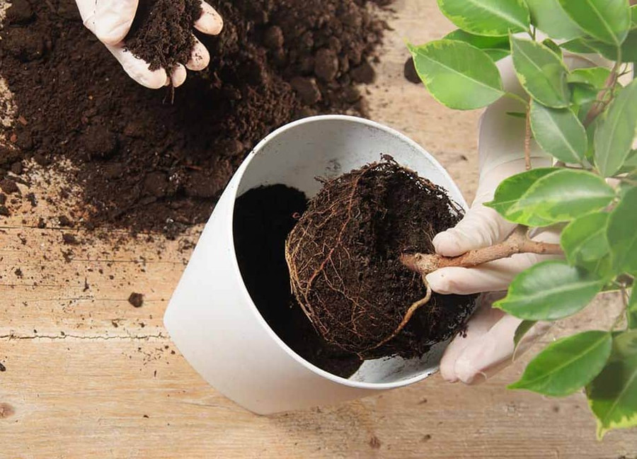 Nên thay đất định kỳ cho cây cảnh, bởi khi trồng lâu đất sẽ hết chất dinh dưỡng khiến cây dễ bị chết. Nên thay đất định kỳ cho cây cảnh, bởi khi trồng lâu đất sẽ hết chất dinh dưỡng khiến cây dễ bị chết.