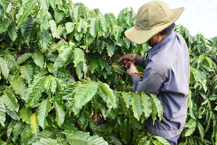 Người dân huyện Chư Păh thu hái cà phê. Ảnh: Lê Nam Người dân huyện Chư Păh thu hoạch cà phê.