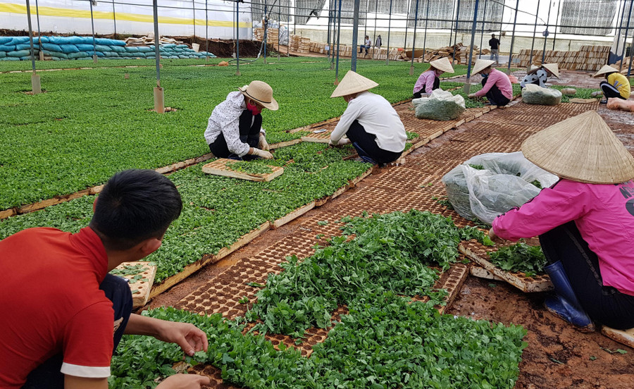 Vườn ươm giống hoa cúc tất bật nhân giống nhưng cung không đủ cầu. Ảnh: Lâm Viên