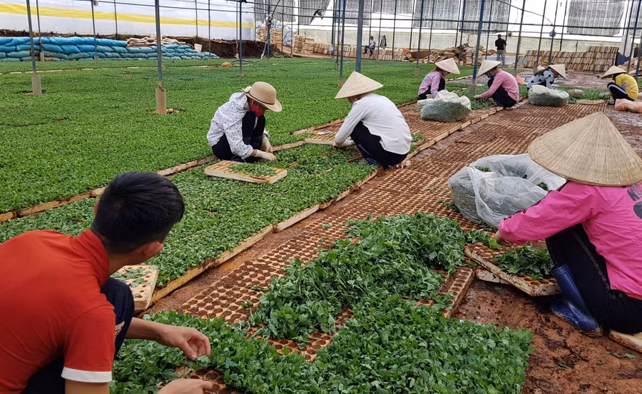 Vườn ươm giống hoa cúc tất bật nhân giống nhưng cung không đủ cầu. Ảnh: Lâm Viên