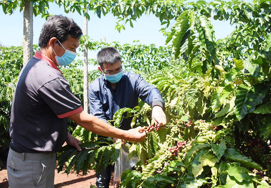 Nhân viên Công ty TNHH Vĩnh Hiệp thu hái cà phê chín lấy mẫu để kiểm tra chất lượng. Ảnh: Minh Nguyễn Nhân viên Công ty TNHH Vĩnh Hiệp thu hái cà phê chín lấy mẫu để kiểm tra chất lượng. Ảnh: Minh Nguyễn